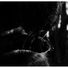 Light and Shadows 3 - The Cat
