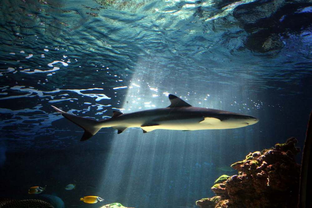 Light and shark