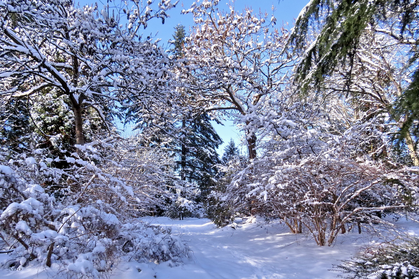 Light and Snow