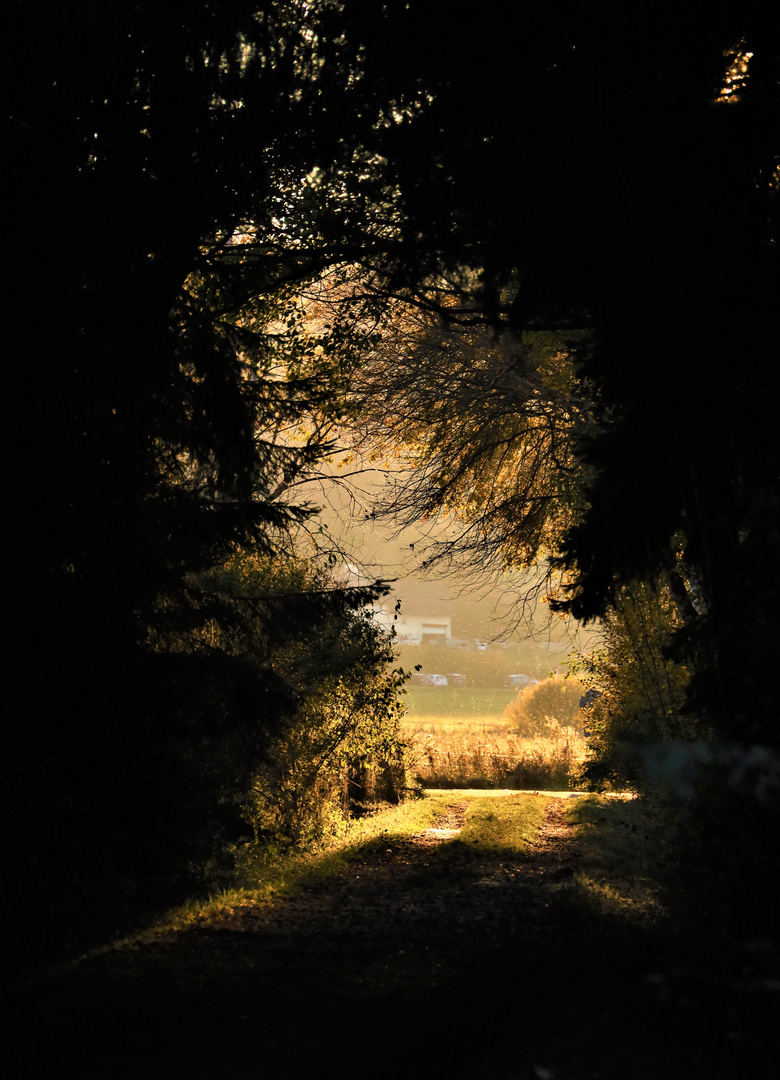 Light at the end of the forest path ()