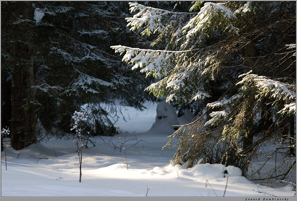 Light beam in snowy forest