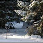 Light beam in snowy forest