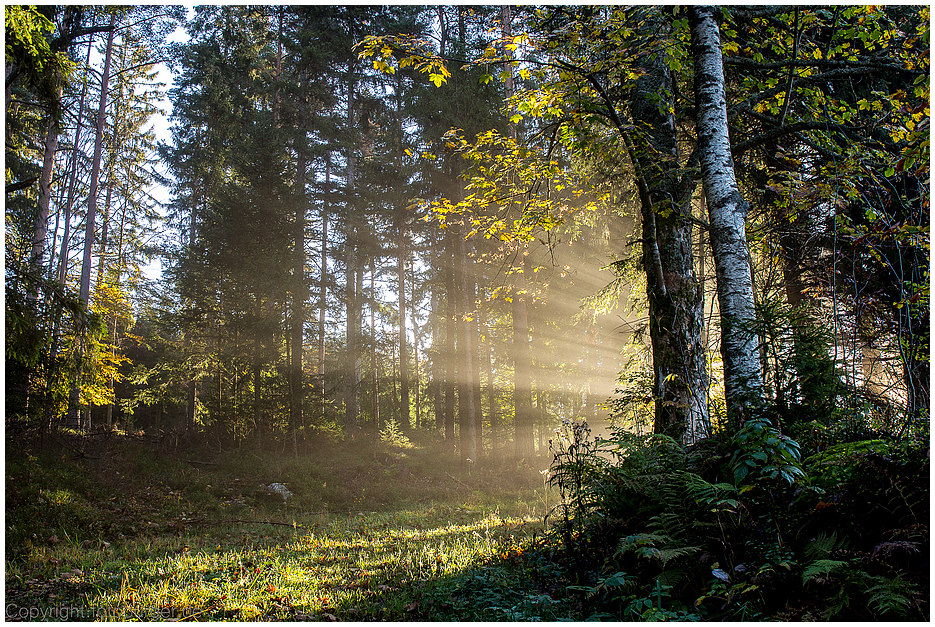 Light beams im Wald