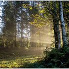 Light beams im Wald