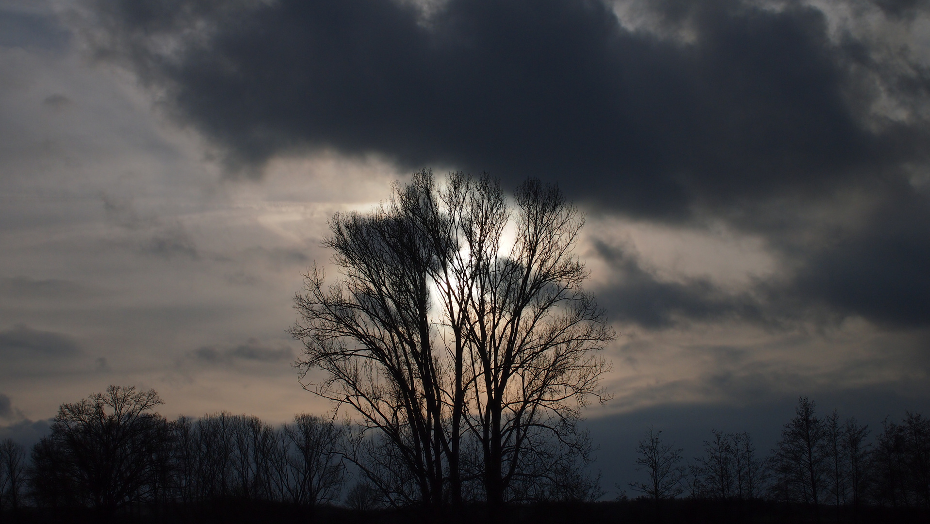 Light beyond tree