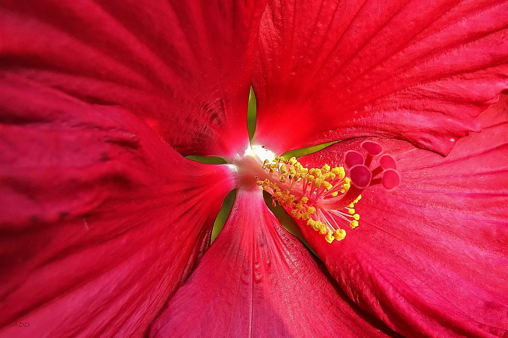 Light = Colour  (Hibiscus)