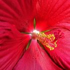 Light = Colour  (Hibiscus)