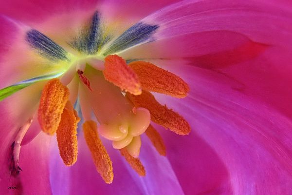 Light  =  Colour .... Tulip