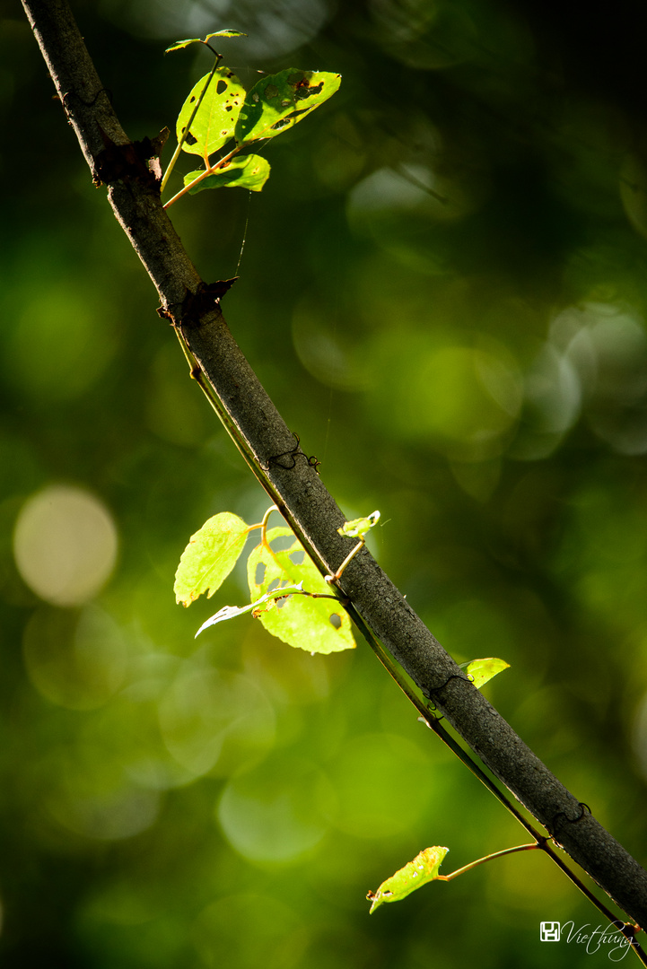 Light drops