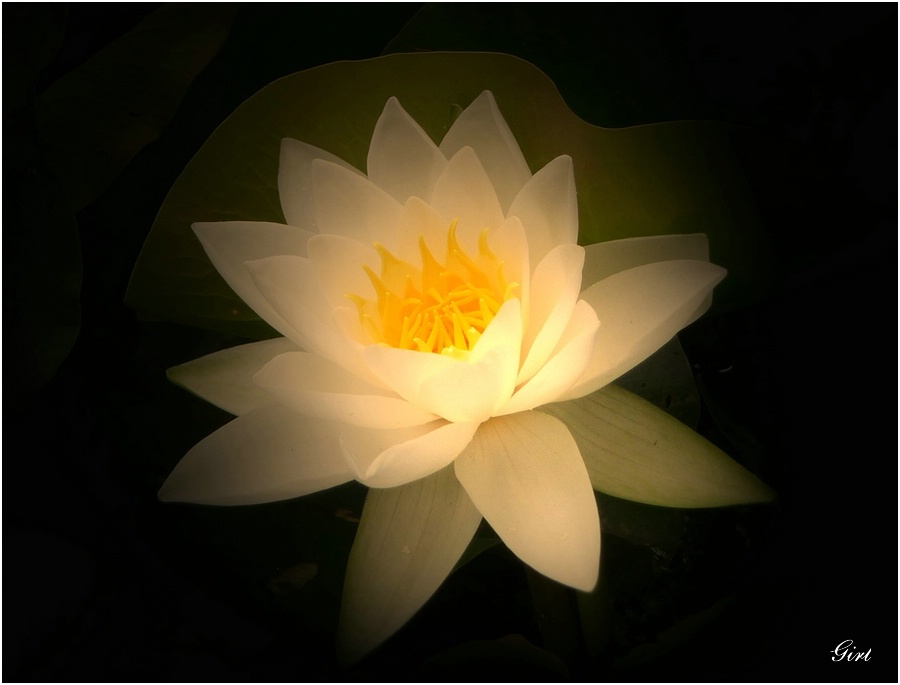 Light flower