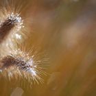 Light frost on a delicate plant