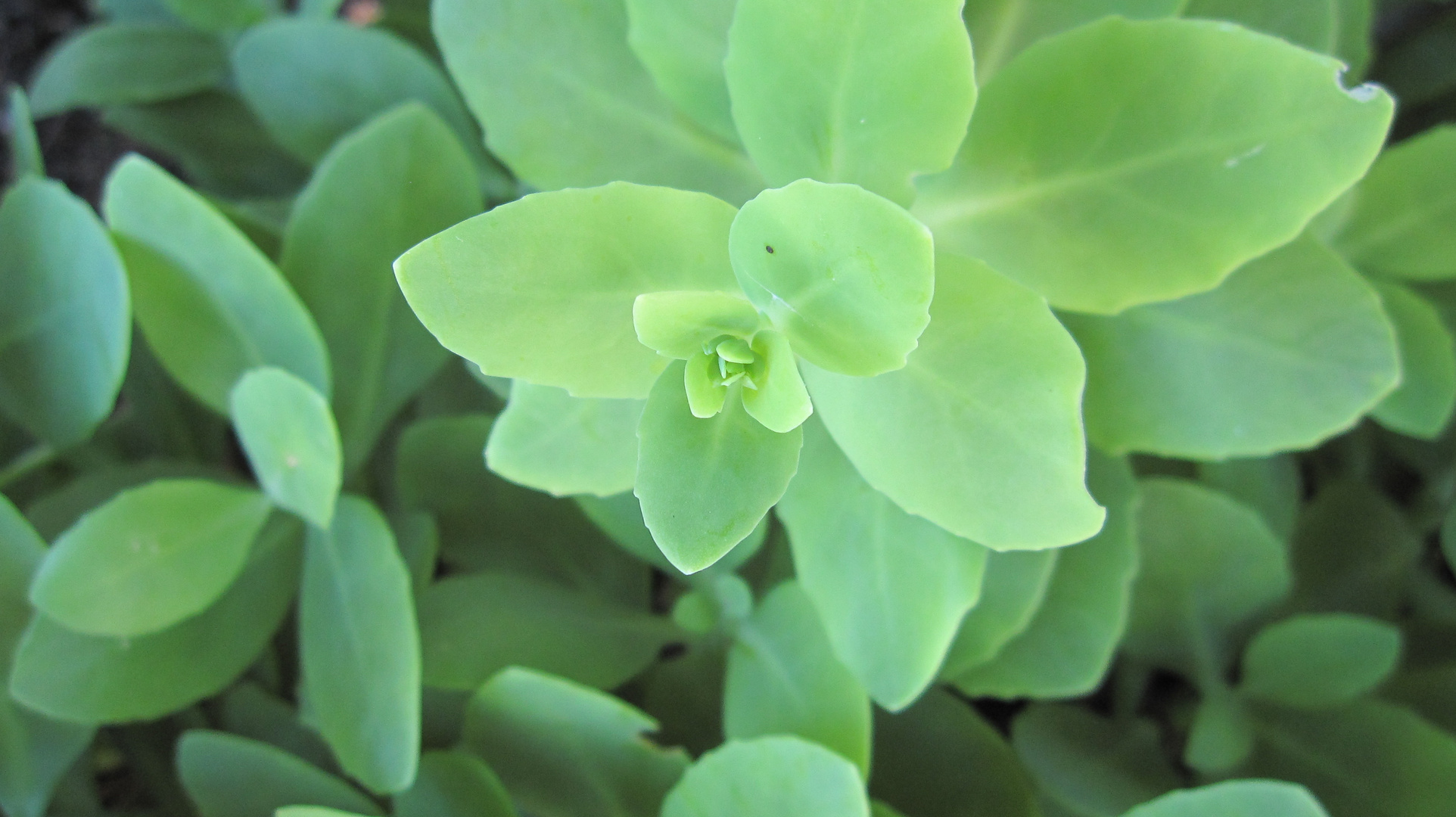 Light Green Plant