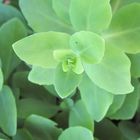 Light Green Plant