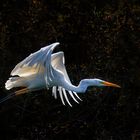 light heron