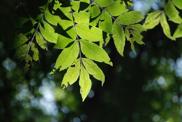 Light hiding behind the leaf