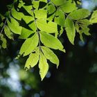 Light hiding behind the leaf