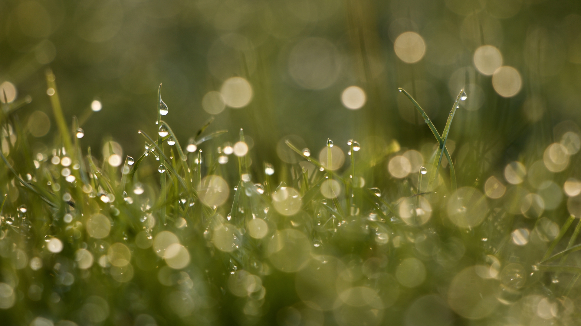 light in drops