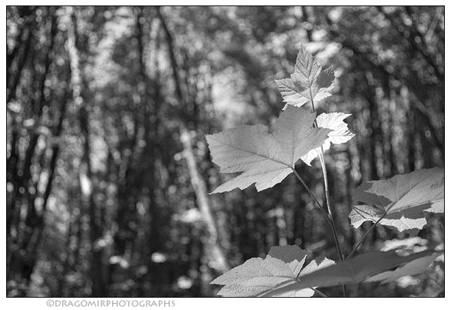 Light In Forest 