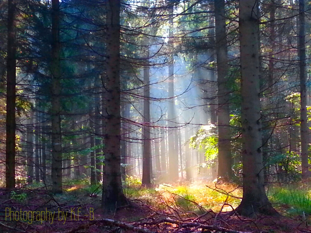 light in forest