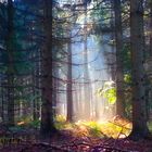 light in forest
