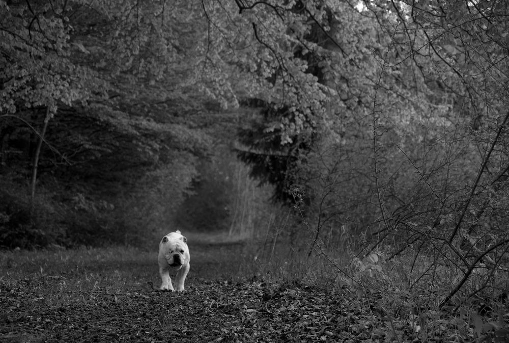 Light in the deep dark forest