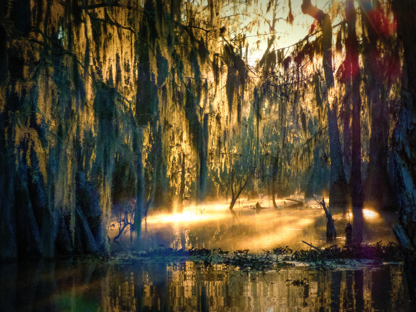 Light In The Deepest Swamp