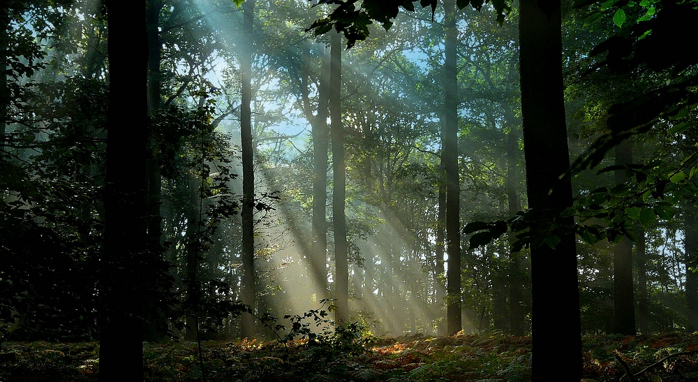 Light in the Forest (2)