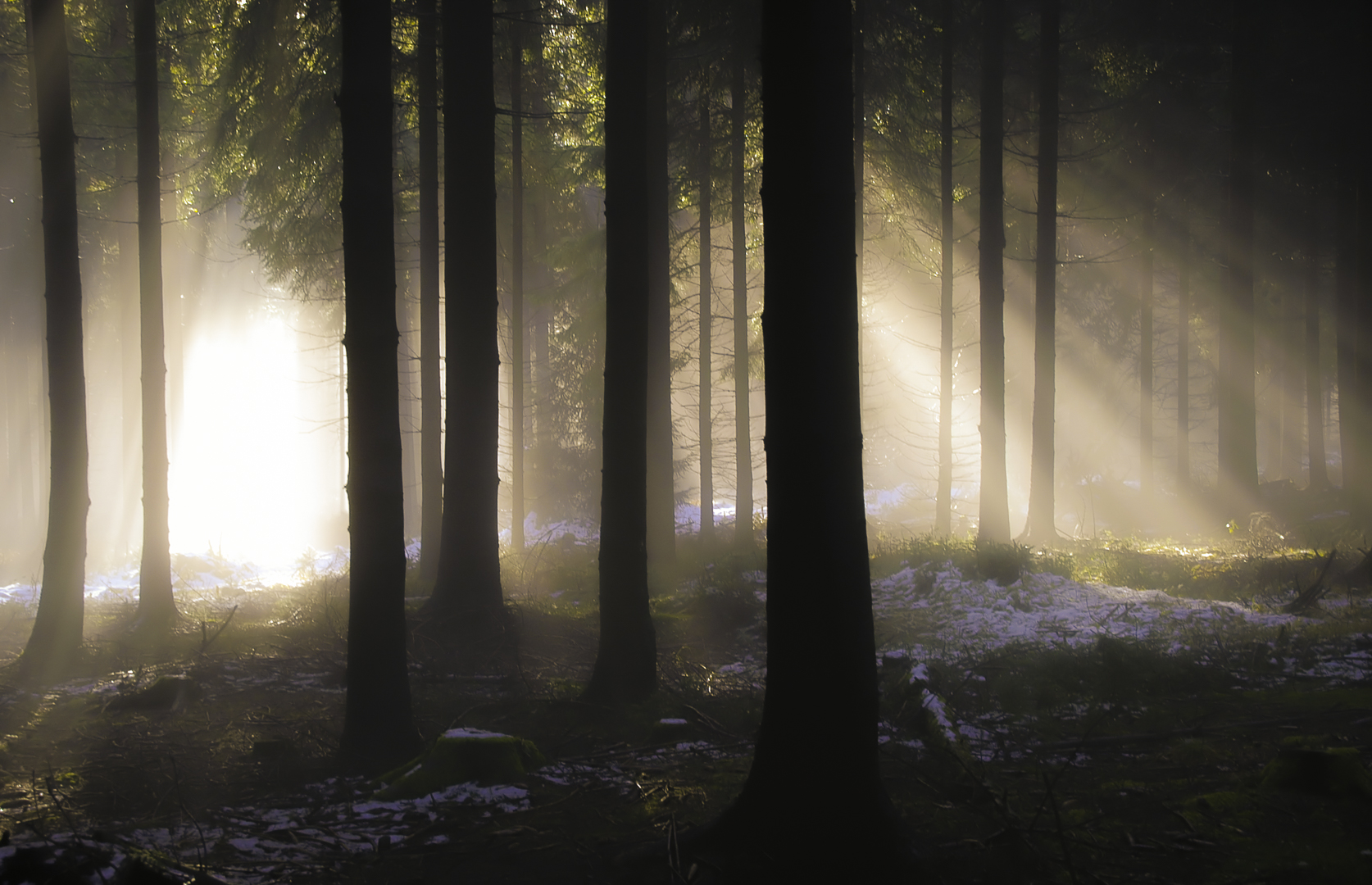 Light In The Forest