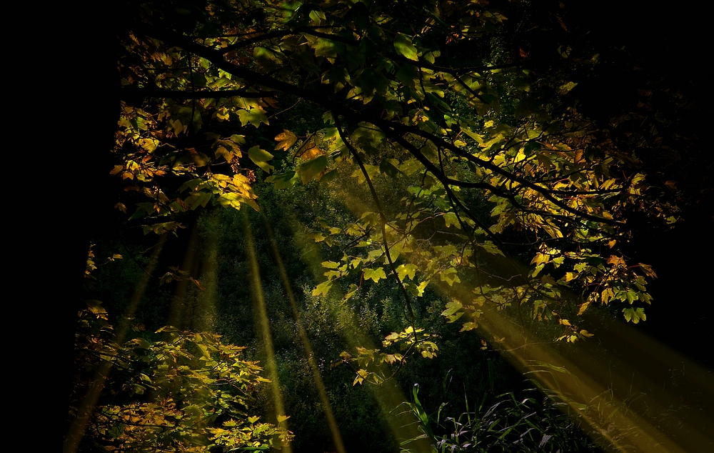 Light in the Forest (6)