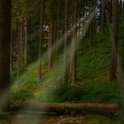 Light in the forest (7)
