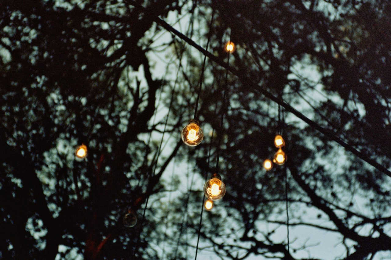 light in the woods