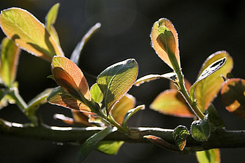 Light leaves