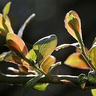 Light leaves