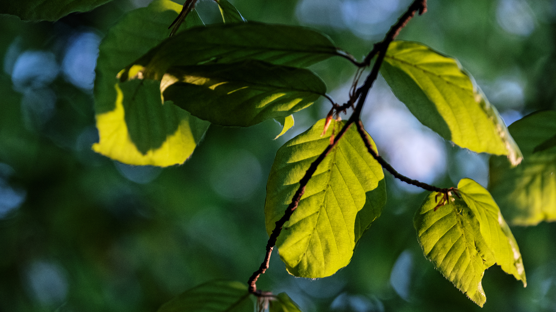 Light meets leaves