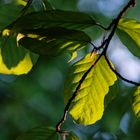 Light meets leaves