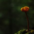 light mushroom