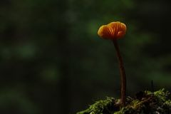 light mushroom