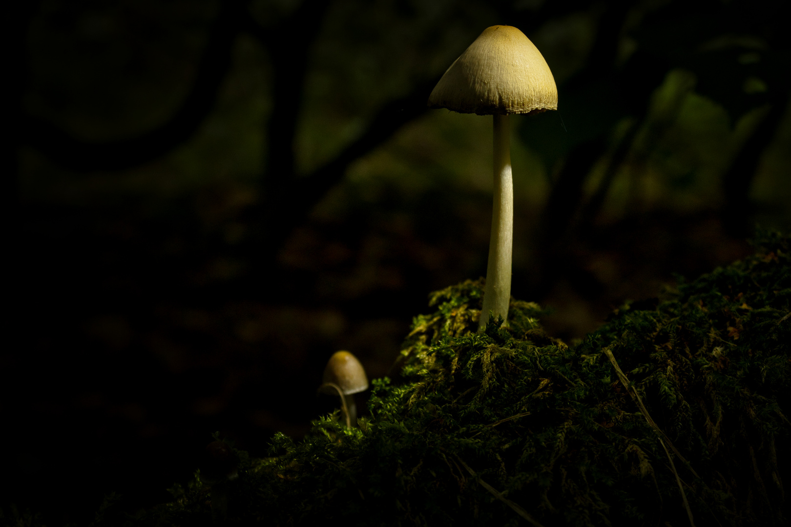 Light Mushrooms