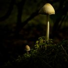 Light Mushrooms