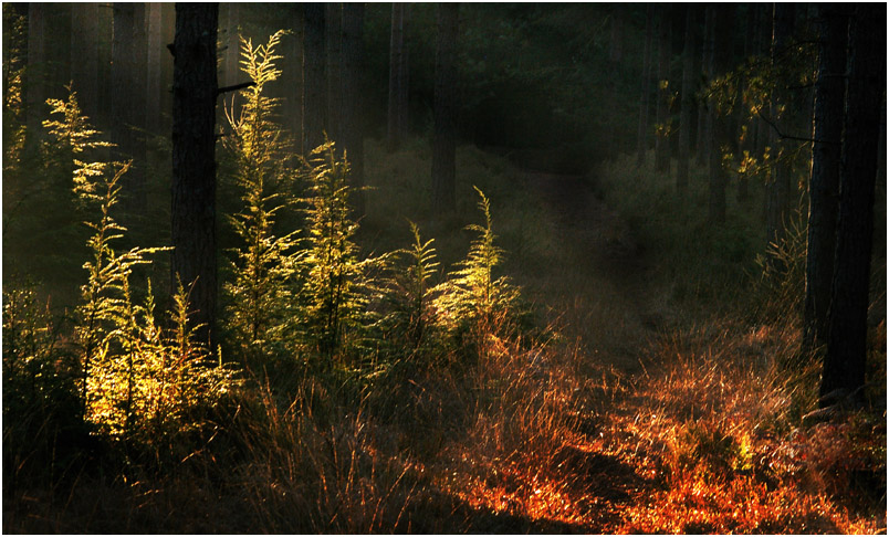 Light on Ferns