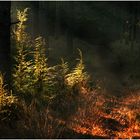 Light on Ferns