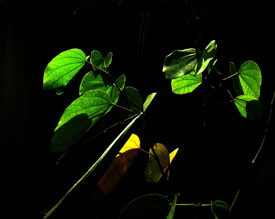 Light on leaves