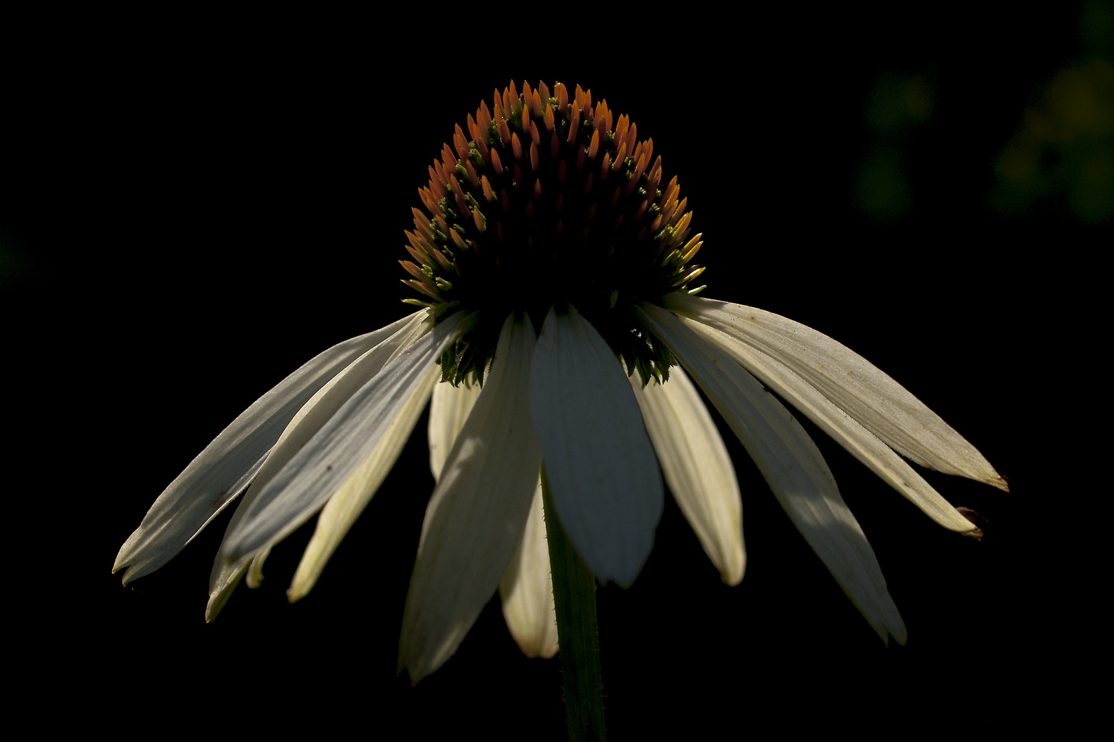 Light on Petals 