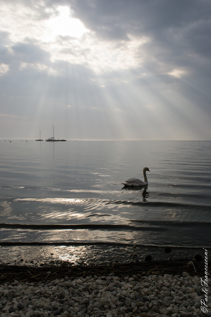 Light on the Swan