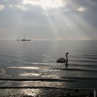 Light on the Swan