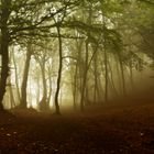 Light over the forest