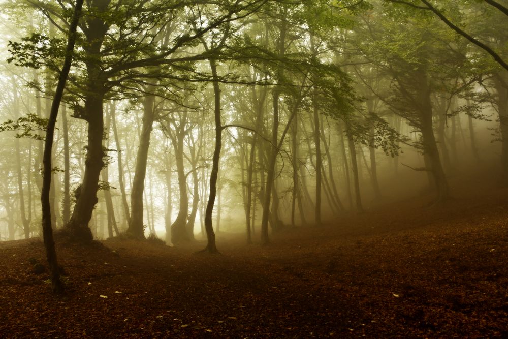 Light over the forest