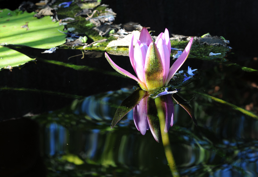 Light Pink Reflexion