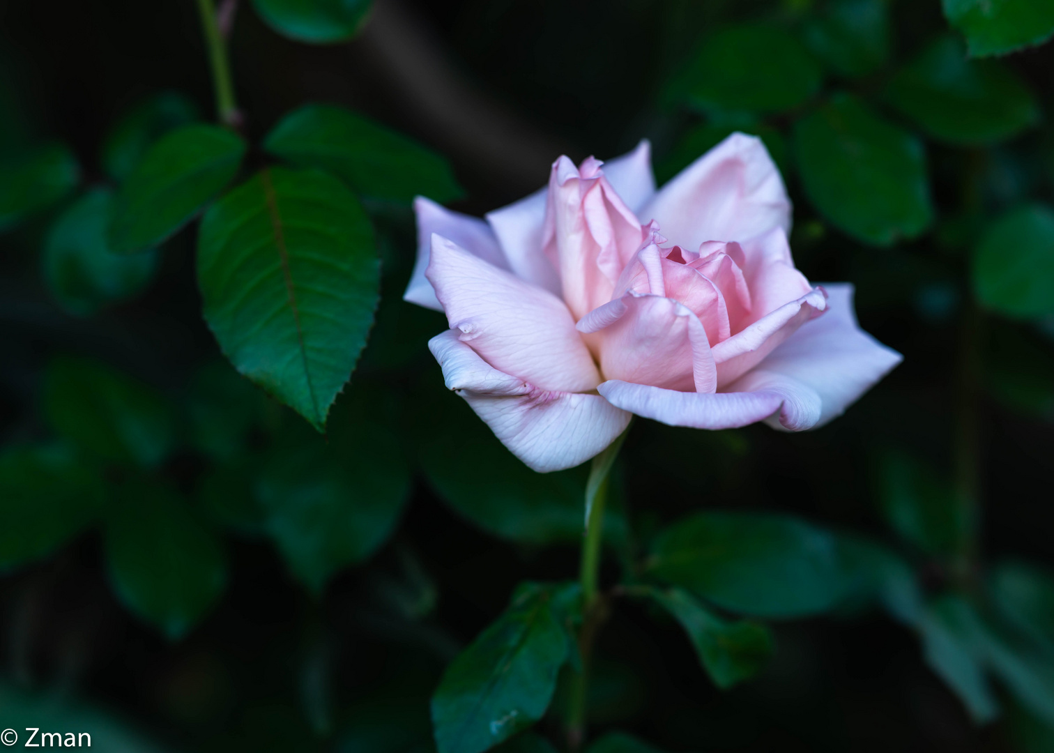 Light Pink Rose