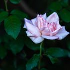 Light Pink Rose